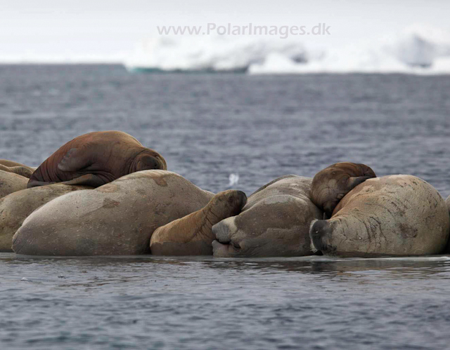 Walrus_MG_0822