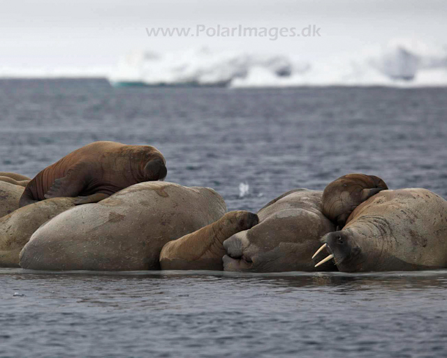 Walrus_MG_0823