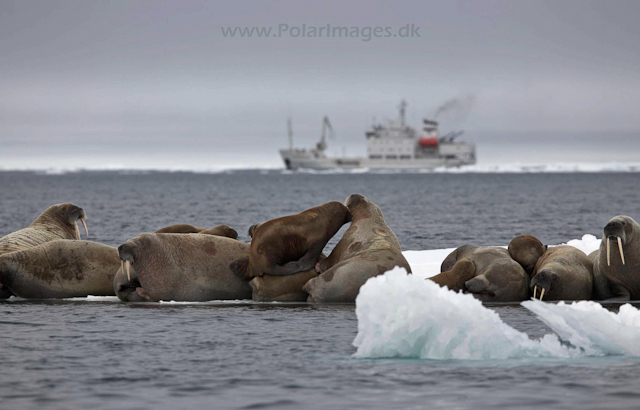 Walrus_MG_0835