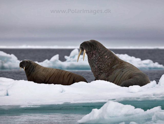 Walrus_MG_0848