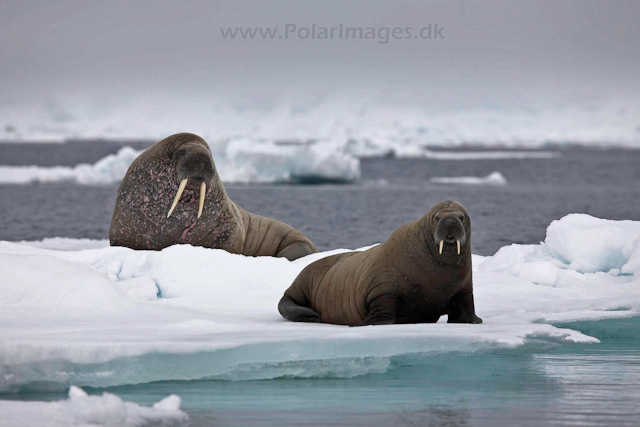 Walrus_MG_0877