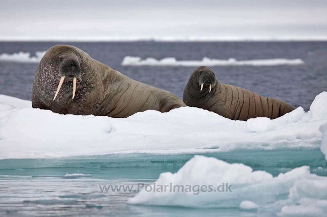 Walrus_MG_0899