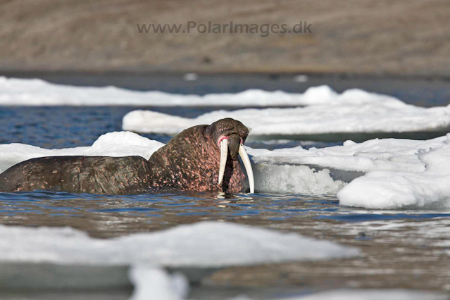 Walrus_MG_0943