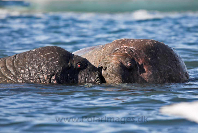 Walrus_MG_0970