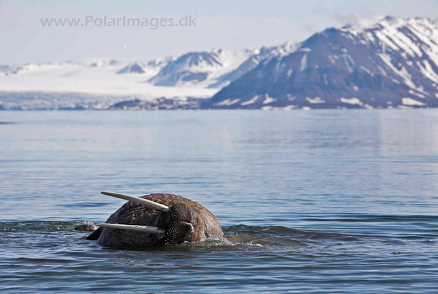 Walrus_MG_9042