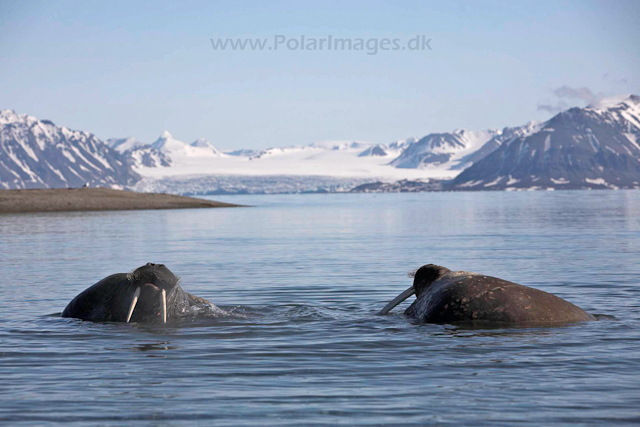 Walrus_MG_9046