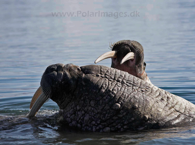 Walrus_MG_9068