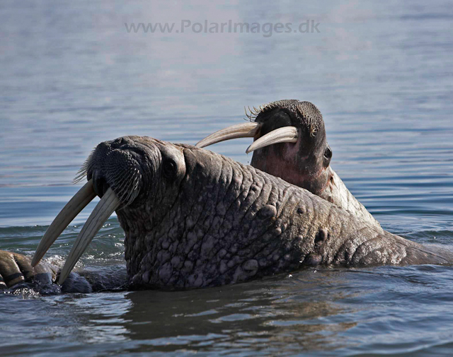 Walrus_MG_9069