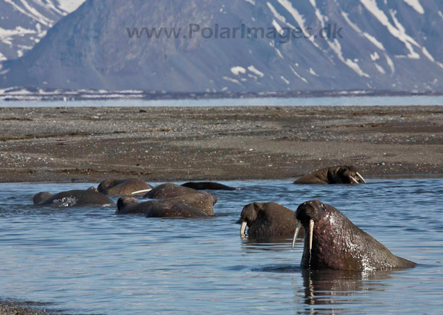 Walrus_MG_9091