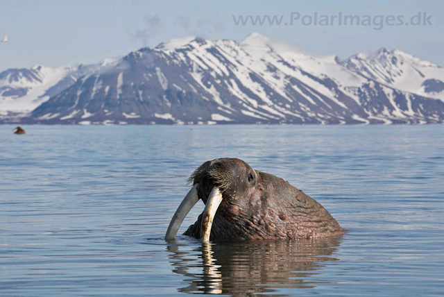 Walrus_MG_9133