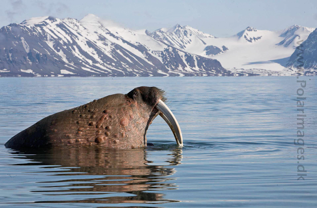 Walrus_MG_9146