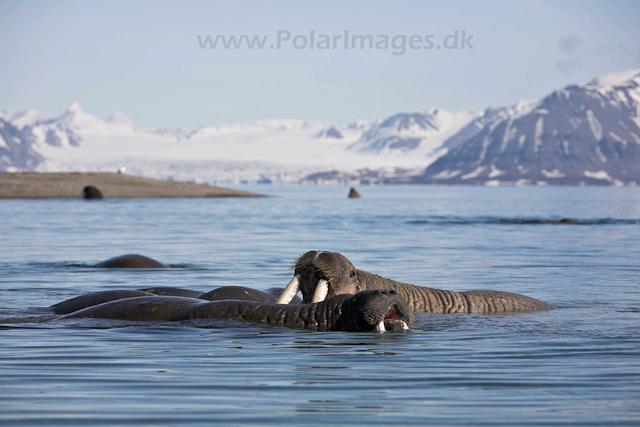 Walrus_MG_9159