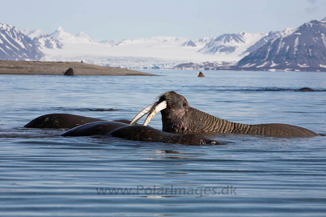 Walrus_MG_9160