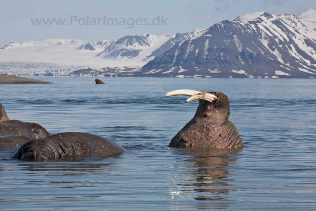 Walrus_MG_9169