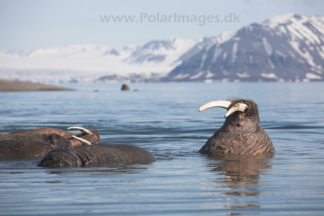 Walrus_MG_9173