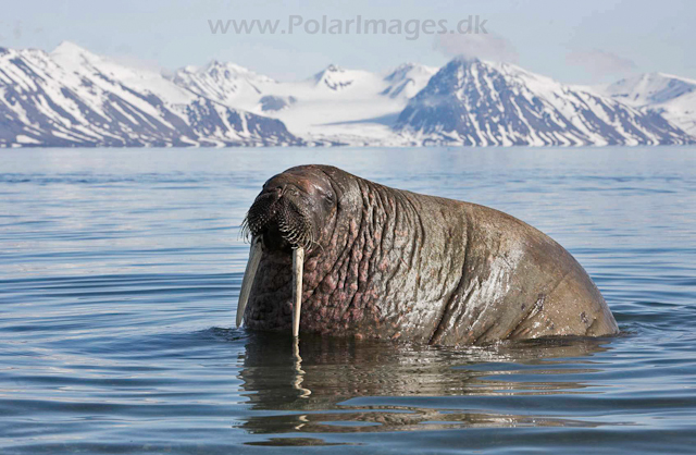 Walrus_MG_9227