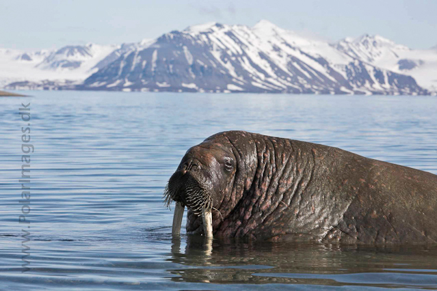 Walrus_MG_9232