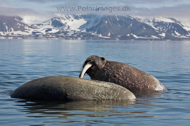 Walrus_MG_9236