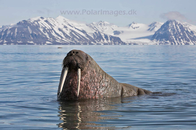 Walrus_MG_9241