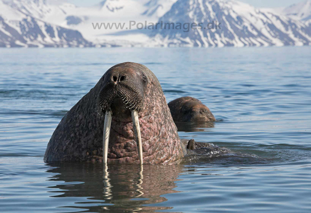 Walrus_MG_9245