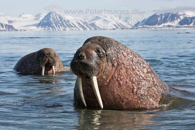 Walrus_MG_9256