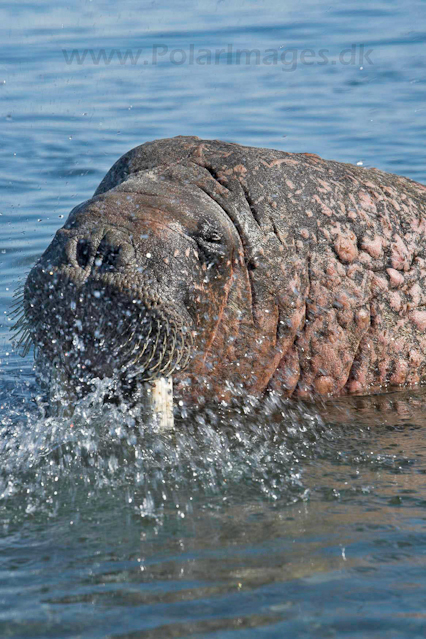 Walrus_MG_9262