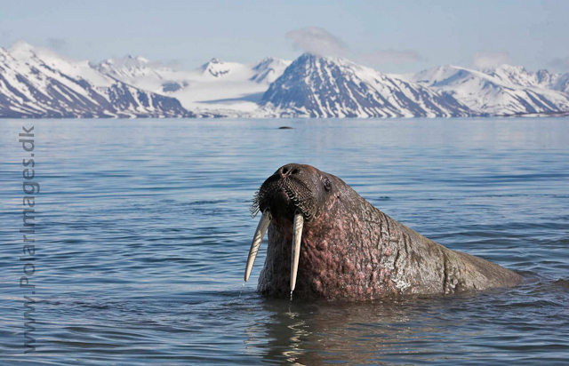 Walrus_MG_9282