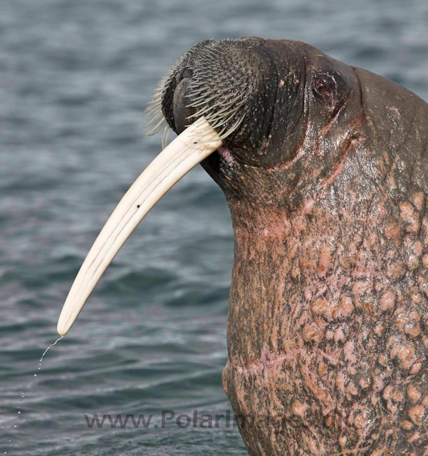 Walrus_MG_9742