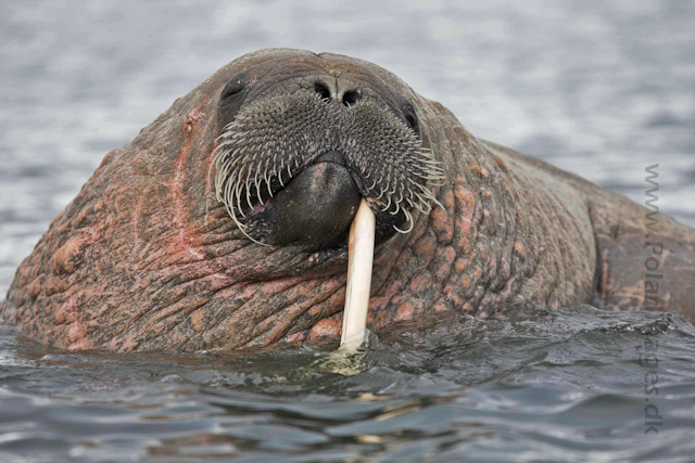 Walrus_MG_9751