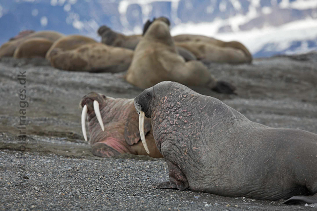 Walrus_MG_9764