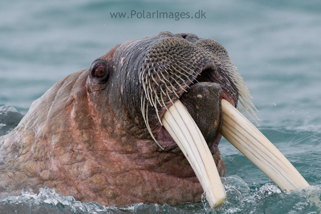 Walrus_PICT6449