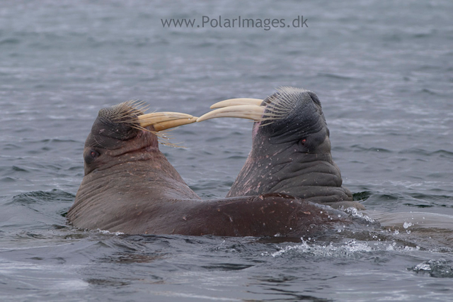 Walrus_PICT6512