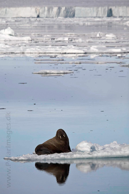 Walrus near Austfonna, Nordaustlandet _MG_3000