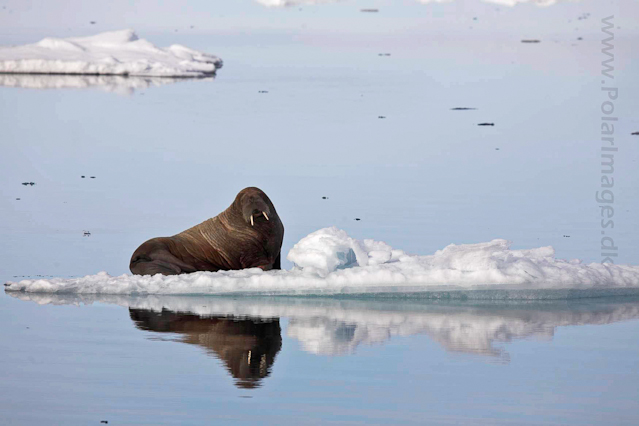 Walrus near Austfonna, Nordaustlandet _MG_3015