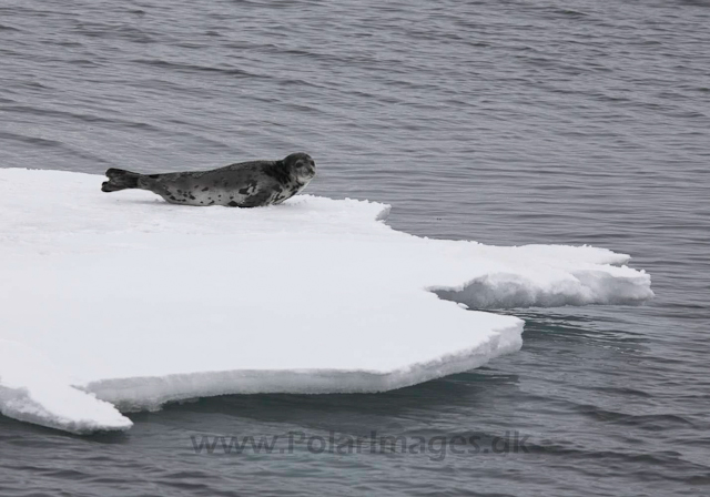 Young Harp seal_MG_8999