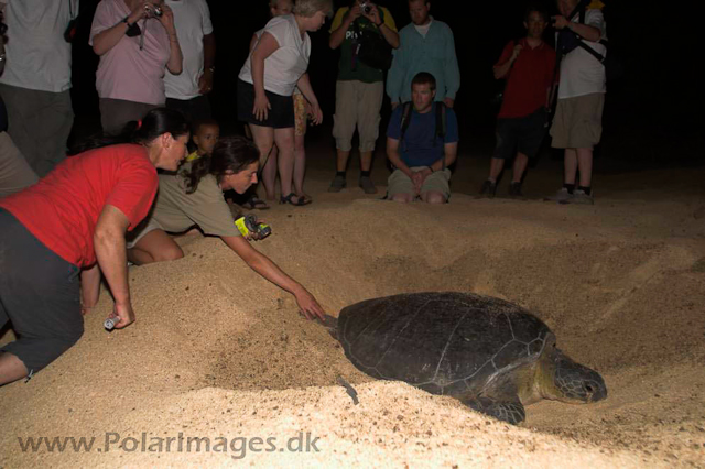 Green Turtle - Ascension PICT4620