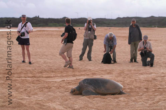 Green Turtle - Ascension PICT4671