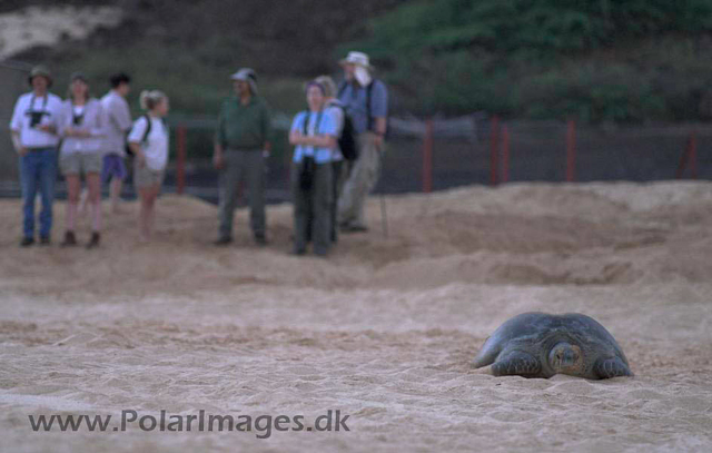 Green Turtle - Ascension PICT4687