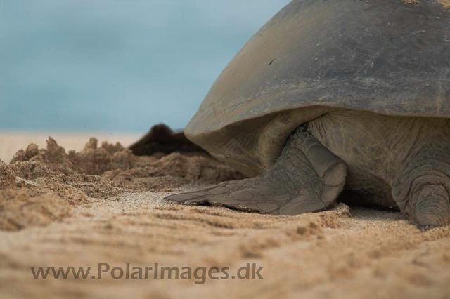 Green Turtle - Ascension PICT4721