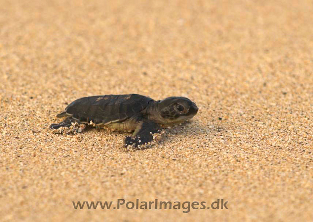 Green Turtle - Ascension PICT4757