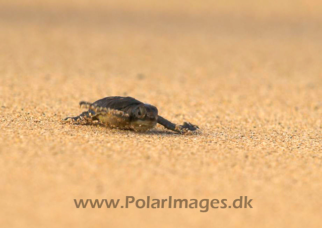 Green Turtle - Ascension PICT4758