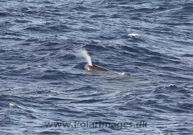 Sperm whale_MG_7992