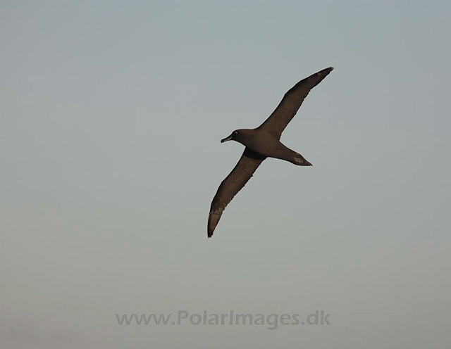 Sooty albatross off Gough Island_MG_3582