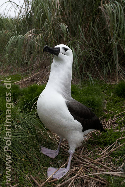 Yellownose Albatross chick - Nightingale Island_MG_1501