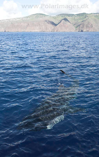 Whale shark_MG_7825